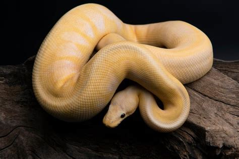 Banana Ball Python Full Grown