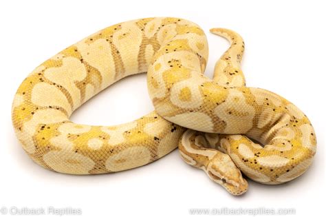 Banana Ball Python Gif