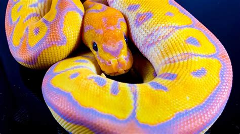 Banana Ball Python Name Ideas