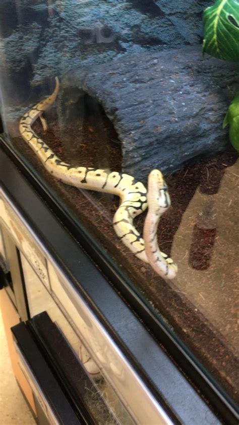 Banana Ball Python Petco
