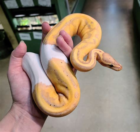 Banana Ball Python Traits