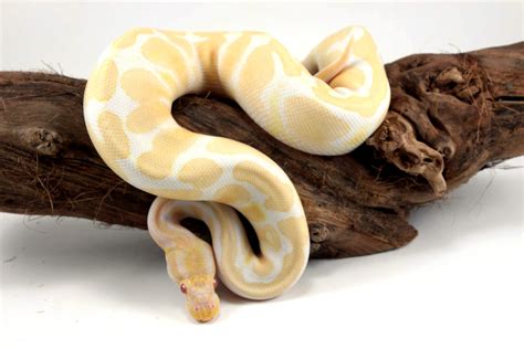 Banana Ball Python Vs Albino