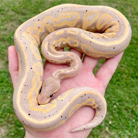 Banana Ball Python With Black Spots
