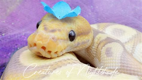 Banana Ball Python With Hat
