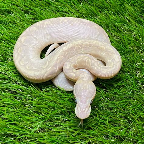 Banana Bamboo Ball Python