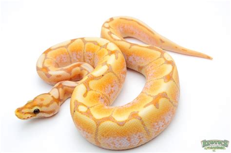 Banana Cinnamon Spider Ball Python