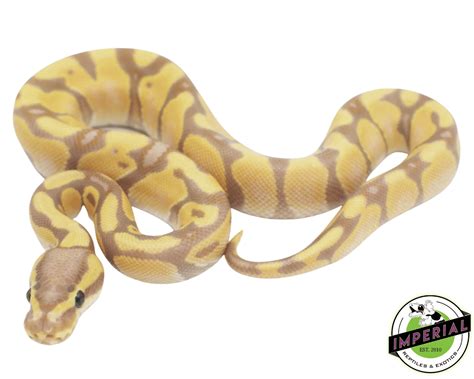 Banana Enchi Ball Python For Sale