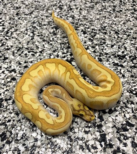Banana Enchi Royal Python