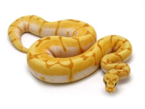Banana Enchi Spider Ball Python