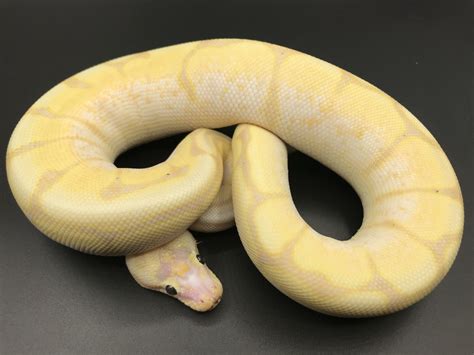 Banana Fire Spider Ball Python
