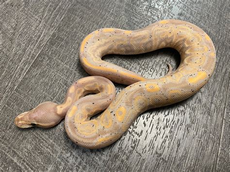 Banana Granite Ball Python