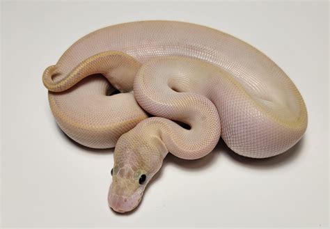 Banana Ivory Ball Python