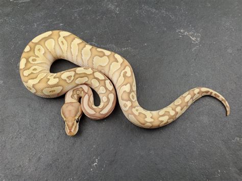 Banana Lesser Ball Python