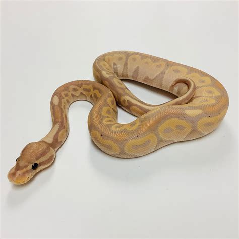 Banana Lori Ball Python