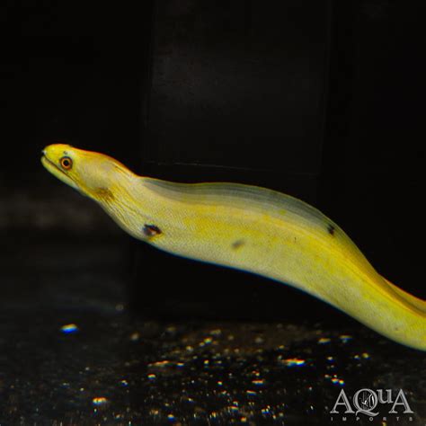 Banana Moray Eel Cost