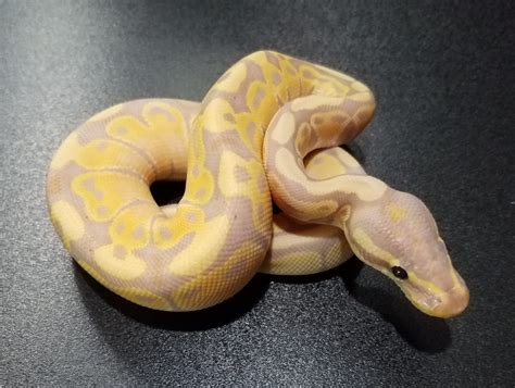 Banana Or Coral Glow Ball Python