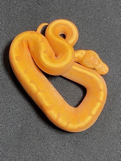 Banana Orange Dream Pastel Ball Python