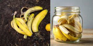 banana peel the garden lyrics