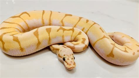 Banana Spider Ball Python