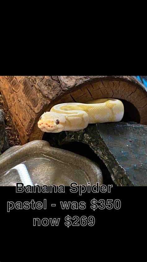 Banana Spider Ball Python Care