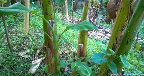 Banana Threads In Stool