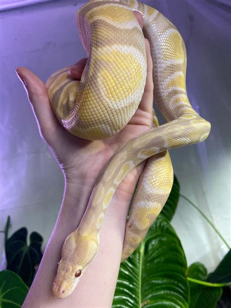 Banana Toffee Ball Python