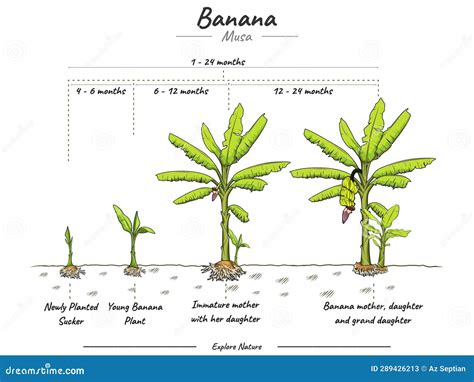 Banana Tree Maturity Time