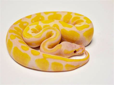 Lavender Albino Ball Python by Vesper Ball Pythons MorphMarket