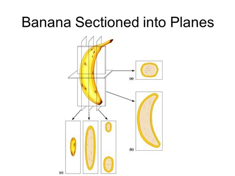 Bananas Quizlet