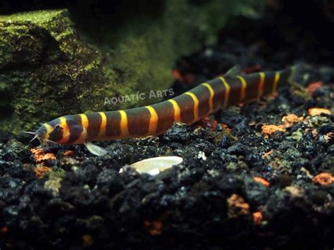 banded kuhli loach for sale