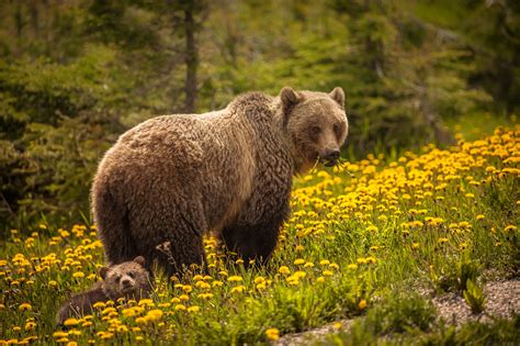 banff national park bear report