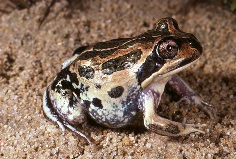 Banjo Frog Australia