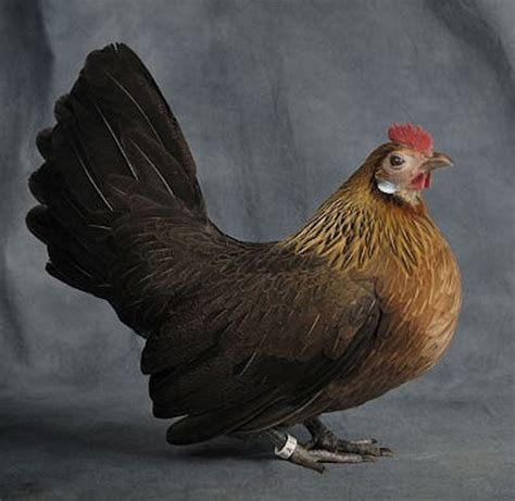 bantam chicken breeds australia
