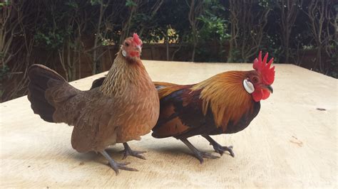 bantam chicken for sale qld