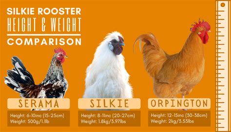 bantam chicken size comparison