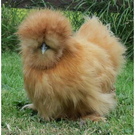 bantam chickens for sale online