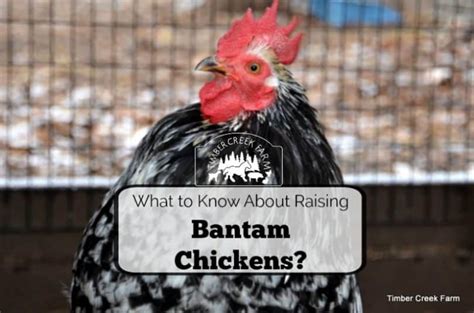 Bantam Chickens How To Raise