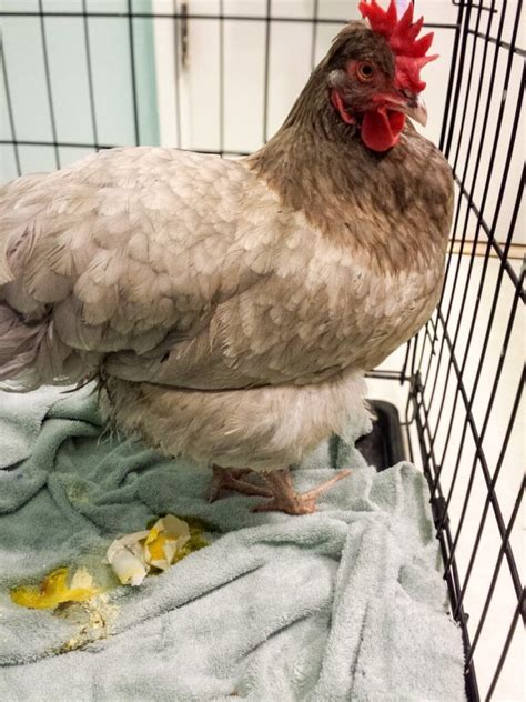 Bantam Chickens Not Laying Eggs