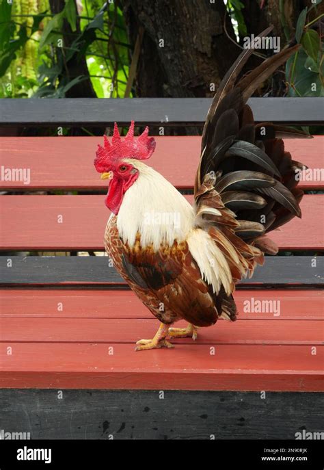 Bantam Chickens With Stripes