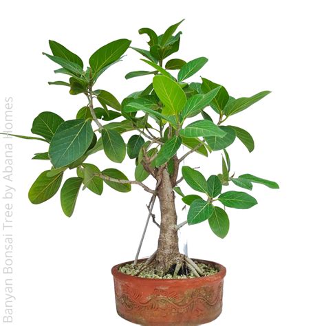 banyan bonsai for sale