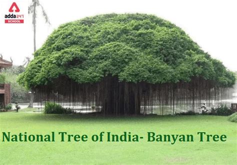 banyan tree name in hindi