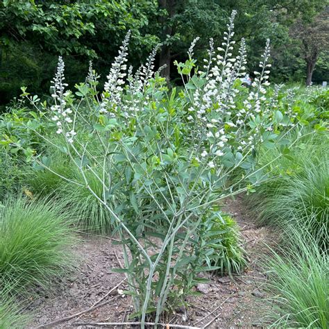 baptisia alba usda