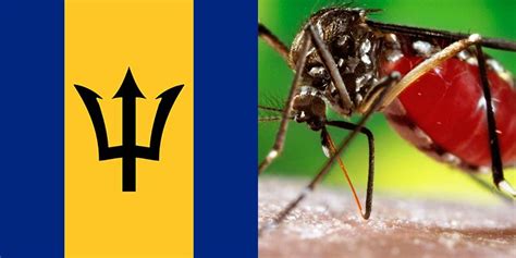 barbados dengue latest news