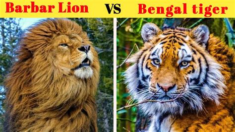 barbary lion vs bengal tiger