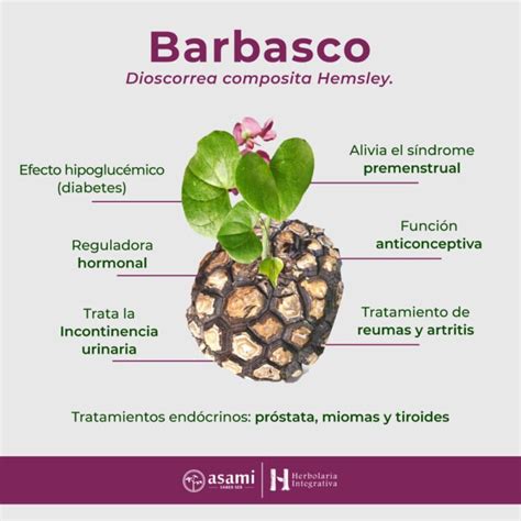 Review Of Barbasco Como Se Toma Ideas