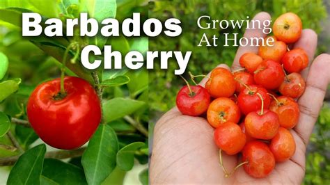 barbedos cherry