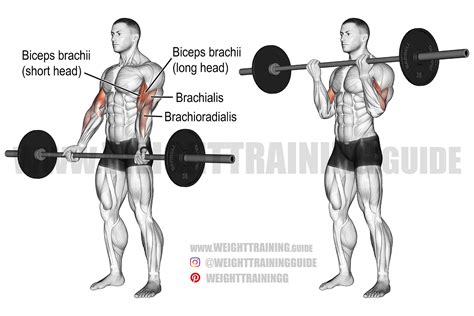 Barbell Curl Beginner Weight