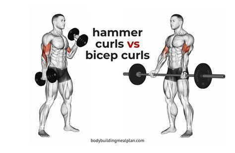Barbell Curls Vs Hammer Curls