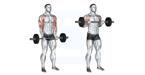 Barbell Drag Curl Compound Lifts