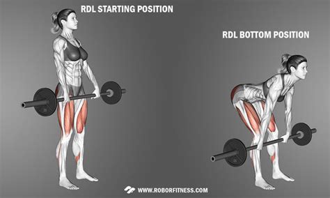 Barbell Rdl Set Up